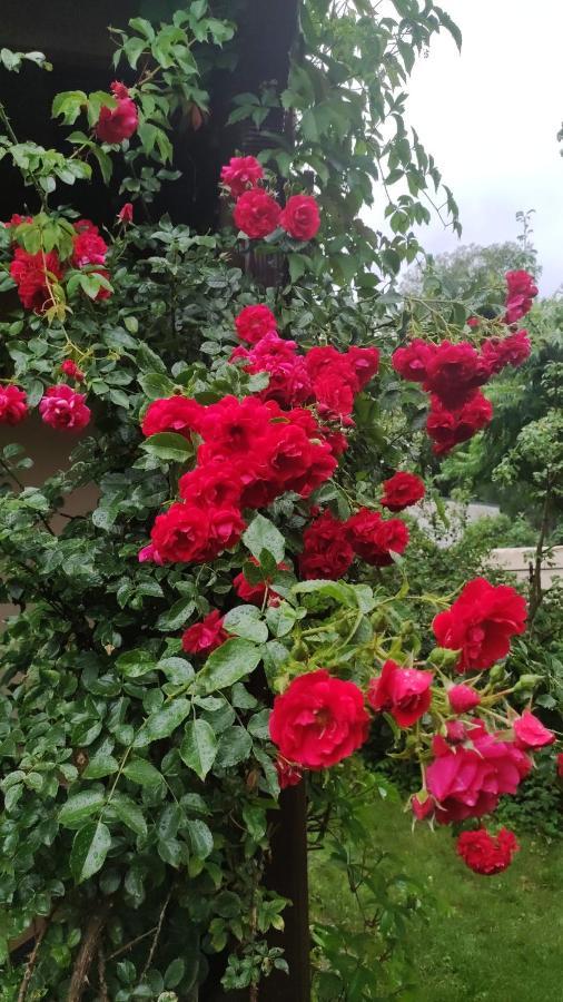 ריגה Boutigue City House With Terrace And Garden Free Parking מראה חיצוני תמונה